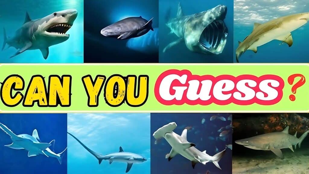 sharks