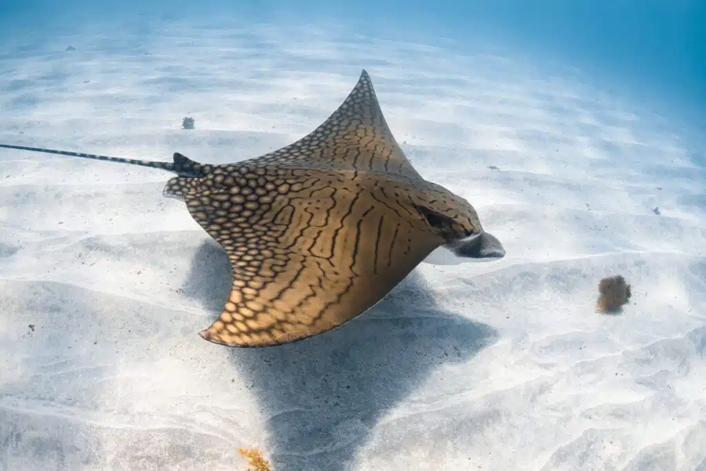 Eagle Ray