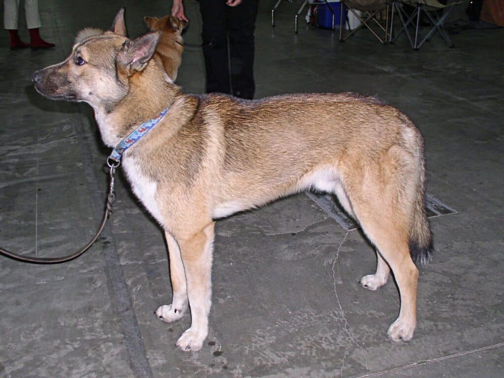 east siberian laike