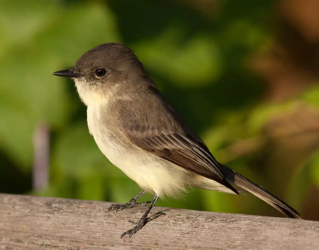 Eastern Phoebe