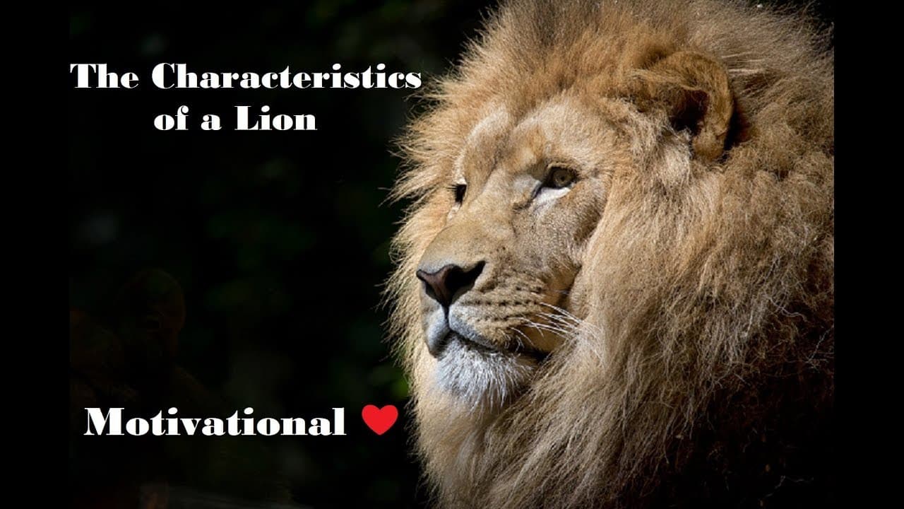 Lion Behavior and Traits