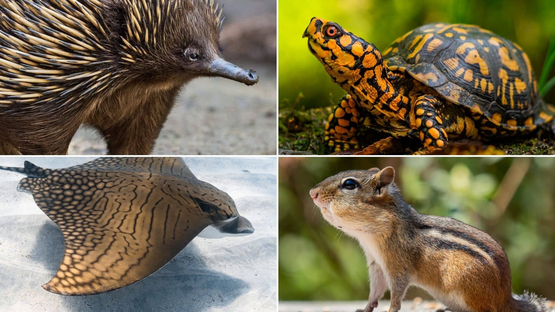 30 Animals Beginning With E – Meredith Plays 30 Animals Beginning With E – Meredith Plays