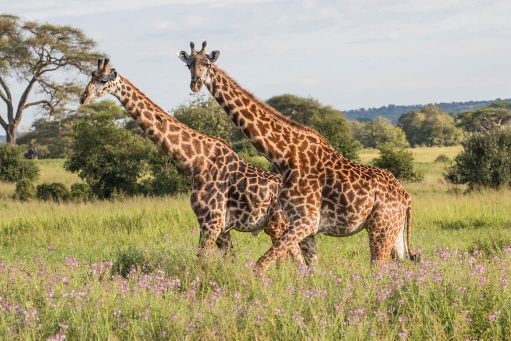 Giraffe Behavior and Habits