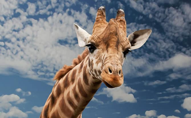 Giraffe Neck Puns
