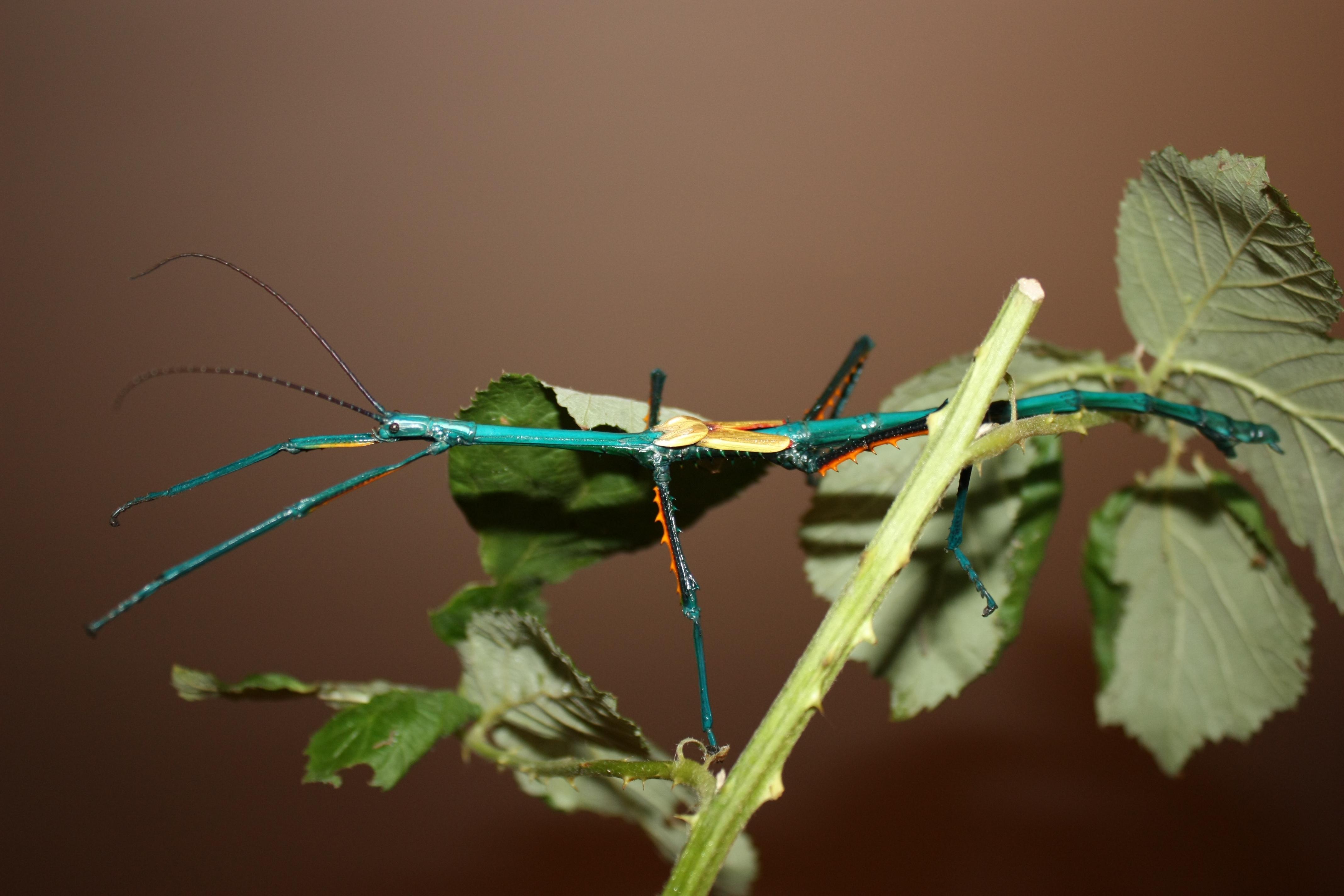 Achrioptera_Manga