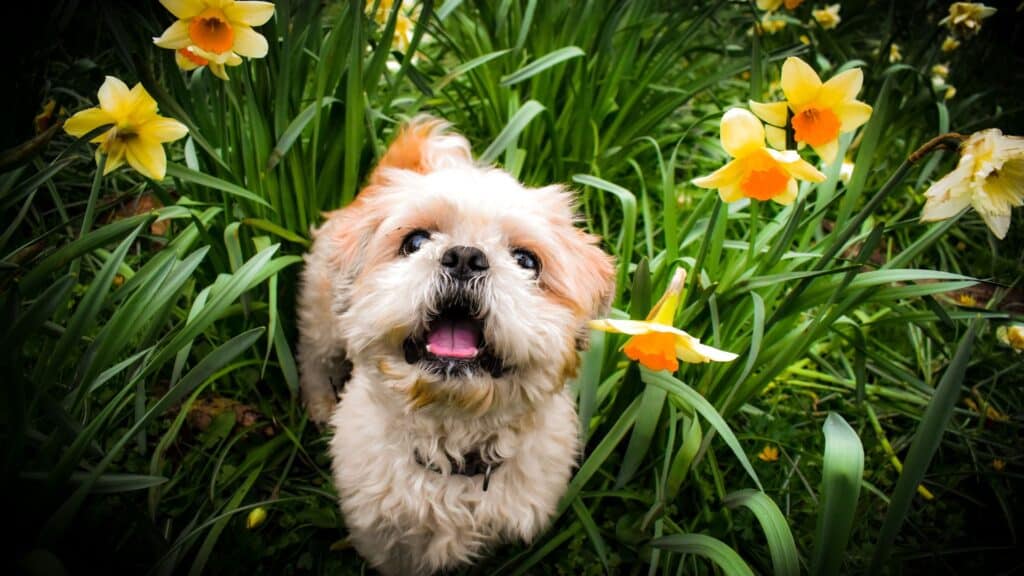 Animal-Themed Spring Riddles