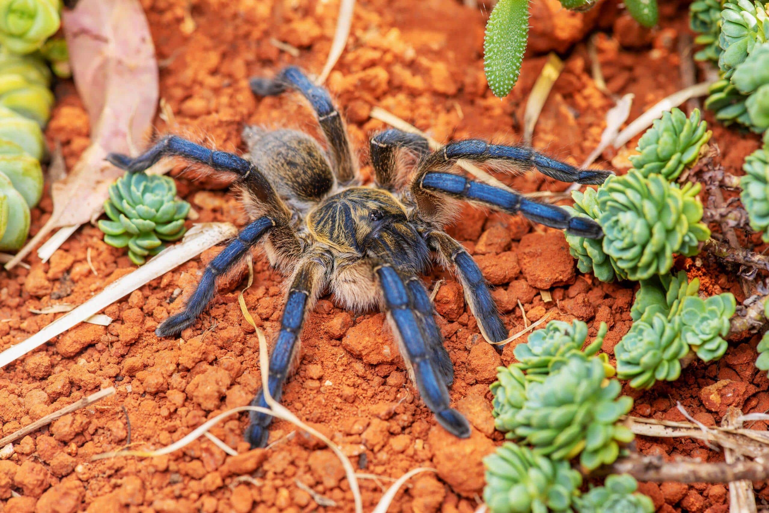 Baboon_Spider