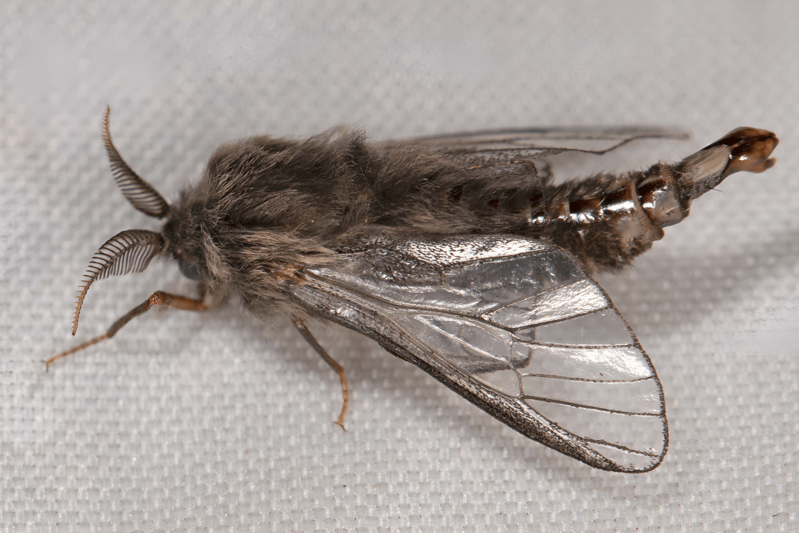Bagworm_Moth