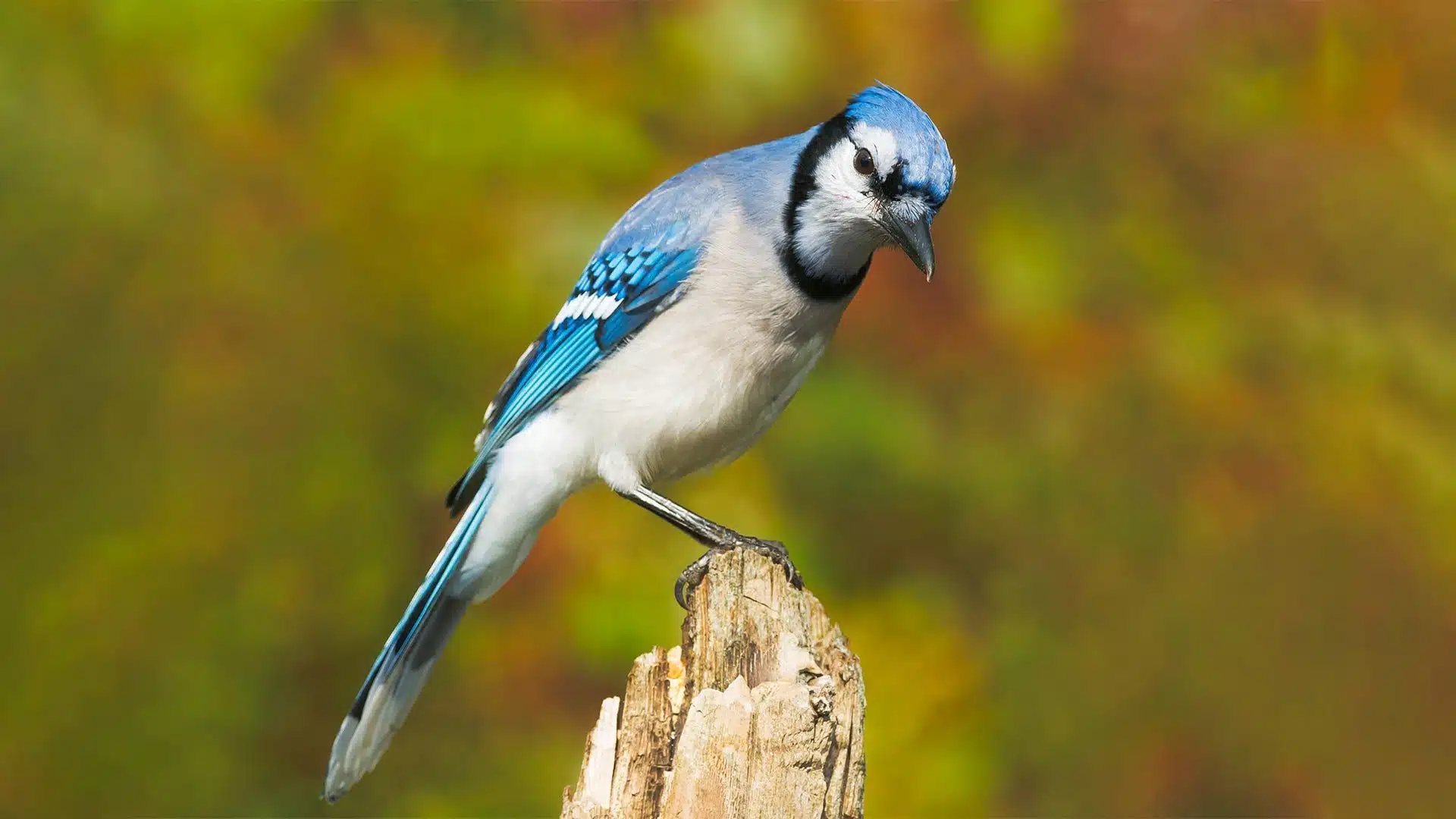 Blue_Jay