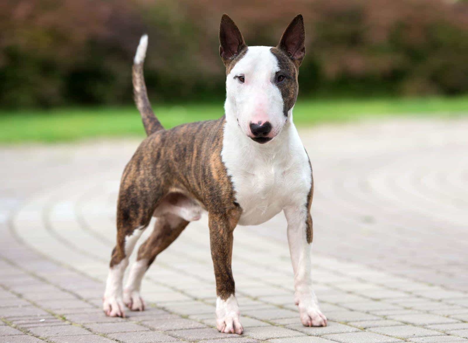 Bull_Terrier