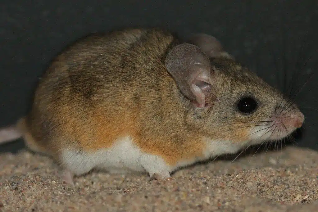 Cactus_Mouse