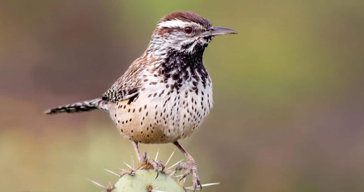 Cactus_Wren