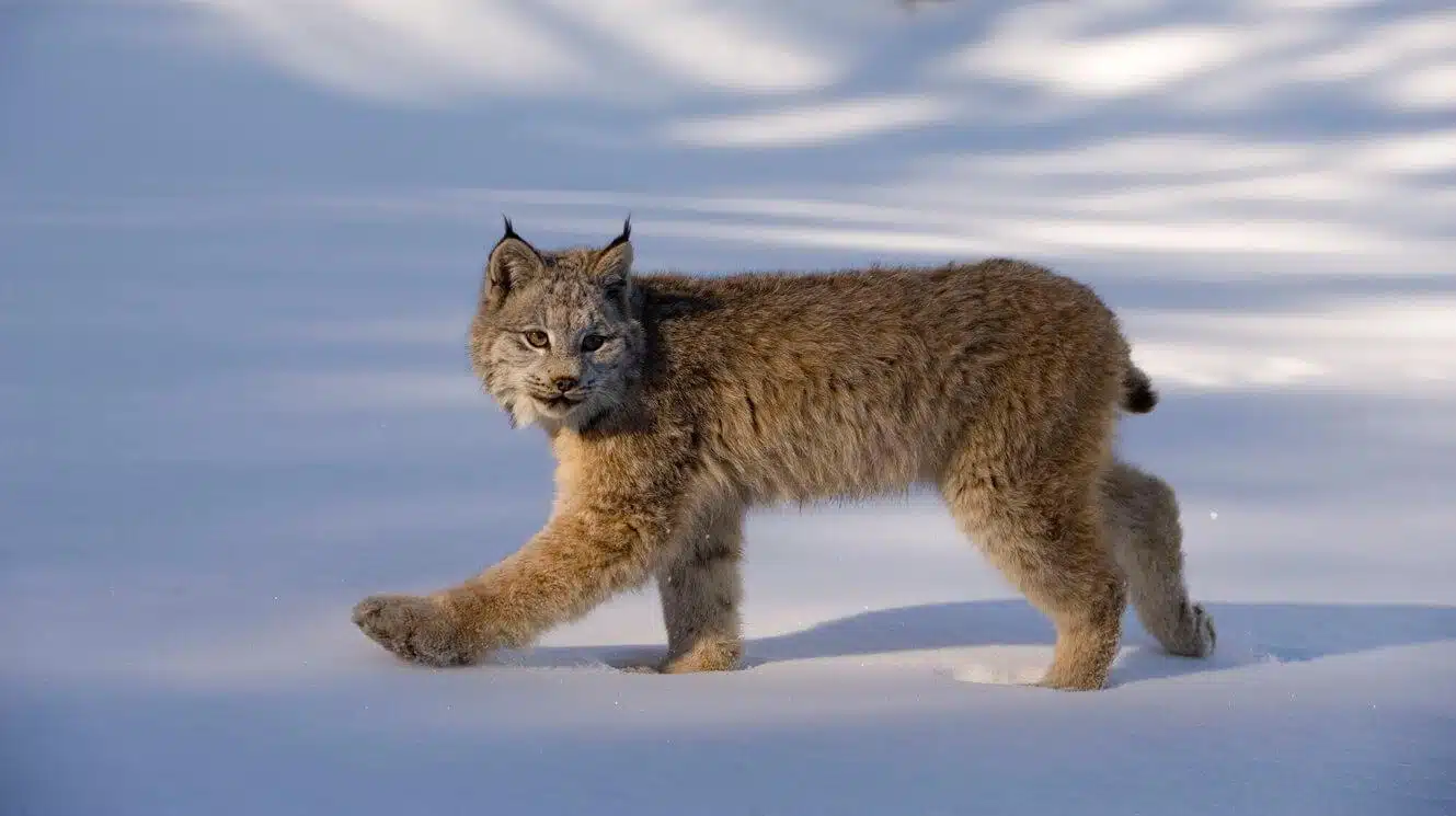 Canada_Lynx