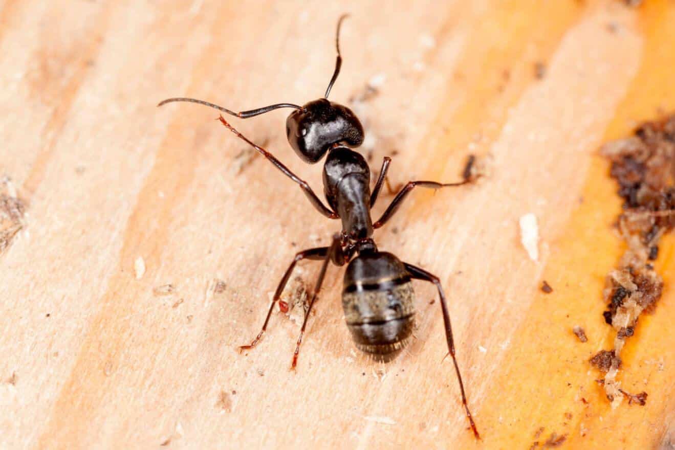 Carpenter_Ant