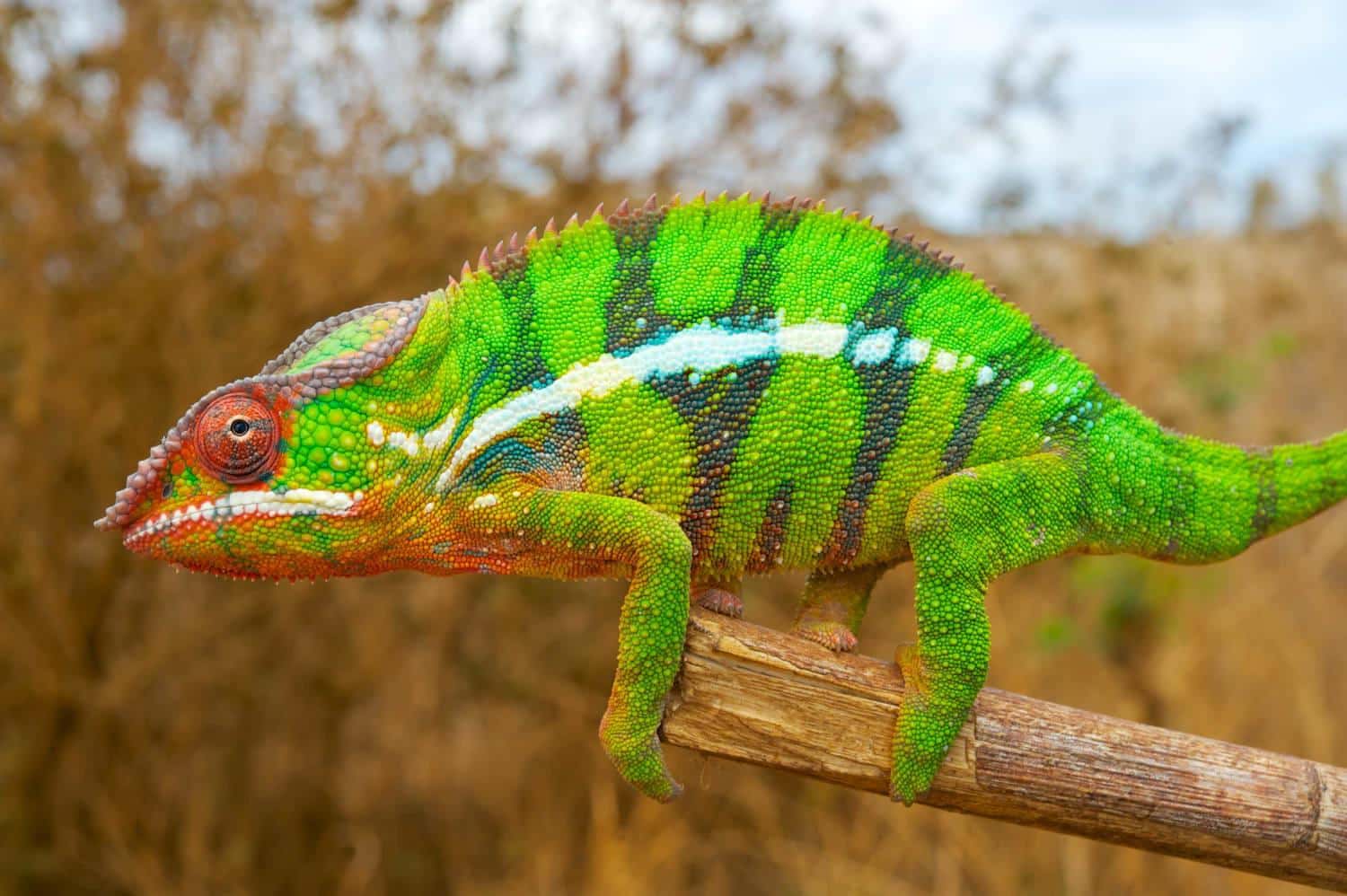Chameleon