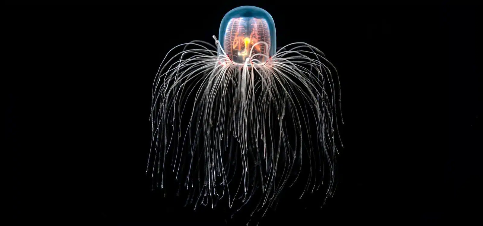 Immortal_Jellyfish