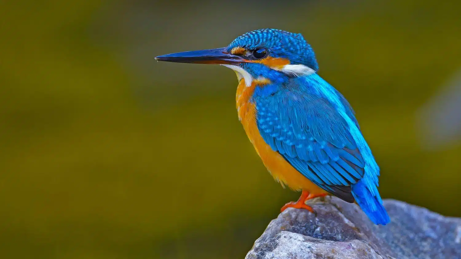 Kingfisher