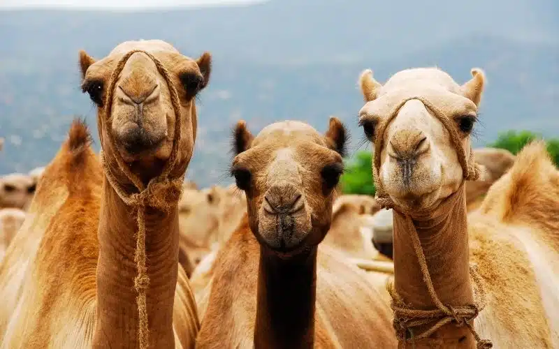 List of Funniest Camel Puns You Need to Know