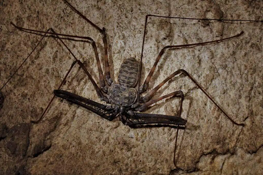 Tailless_Whip_Scorpion