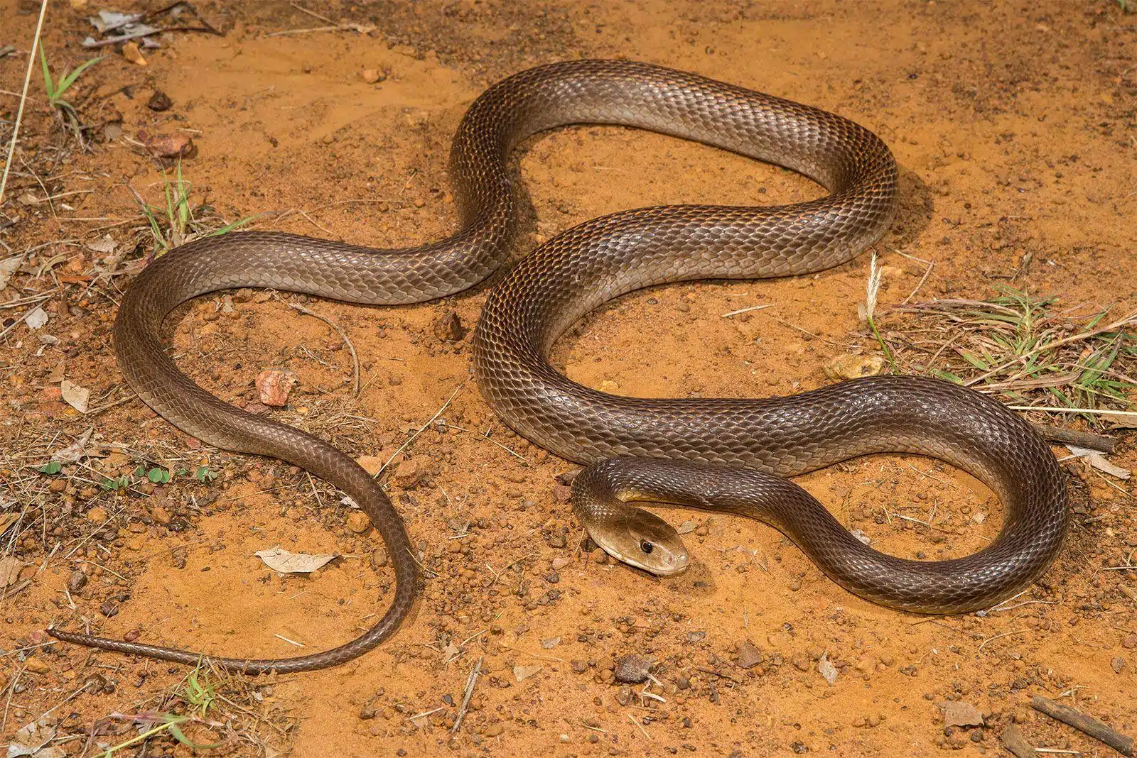 Taipan