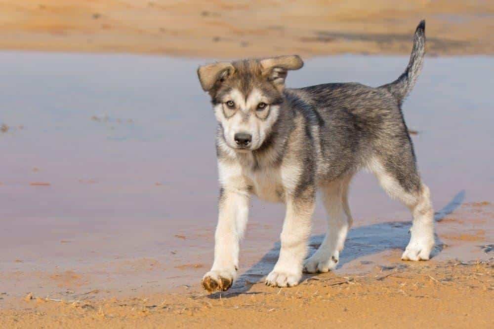 Tamaskan