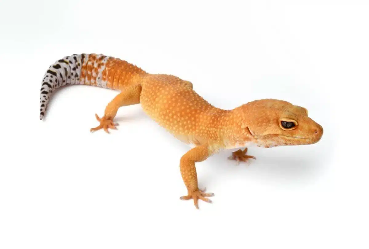 Tangerine_Leopard_Gecko