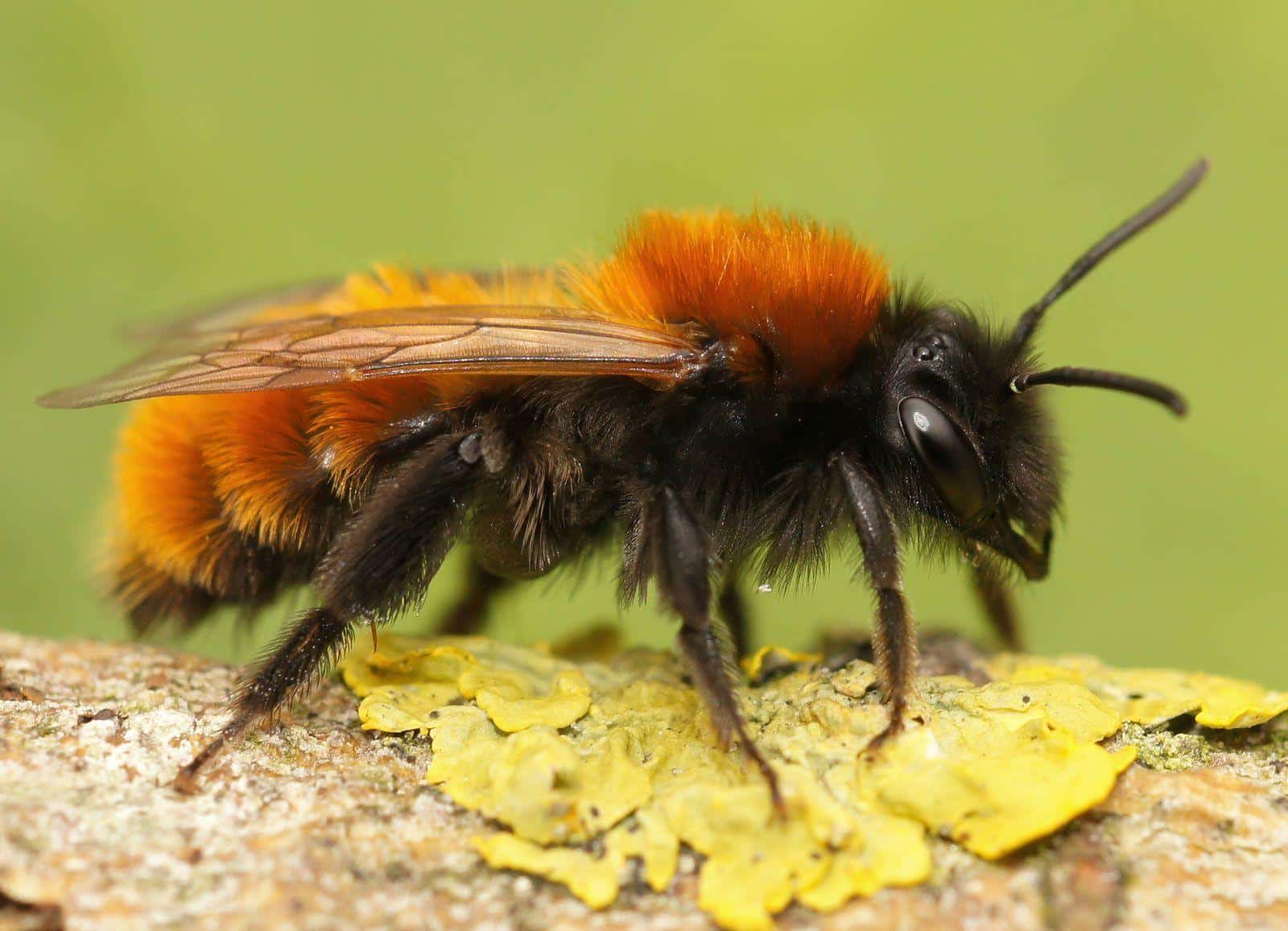 Tawny_Mining_Bee