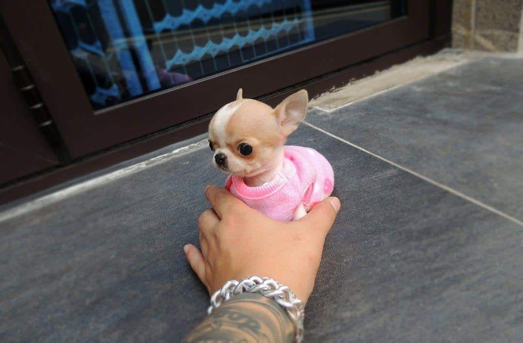Teacup_Chihuahua