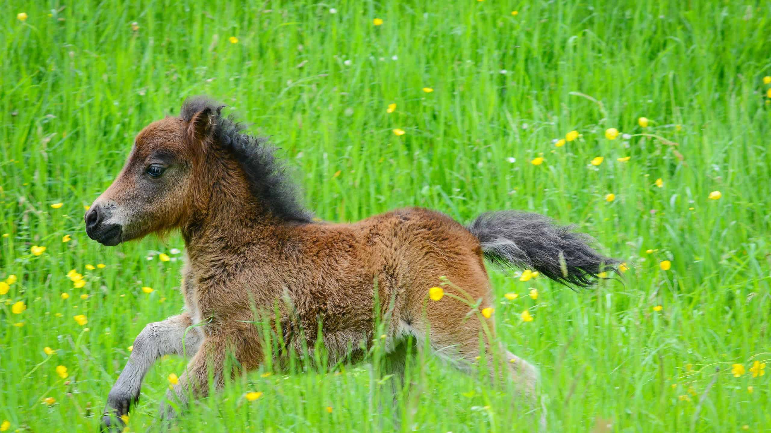 Teacup_Miniature_Horse