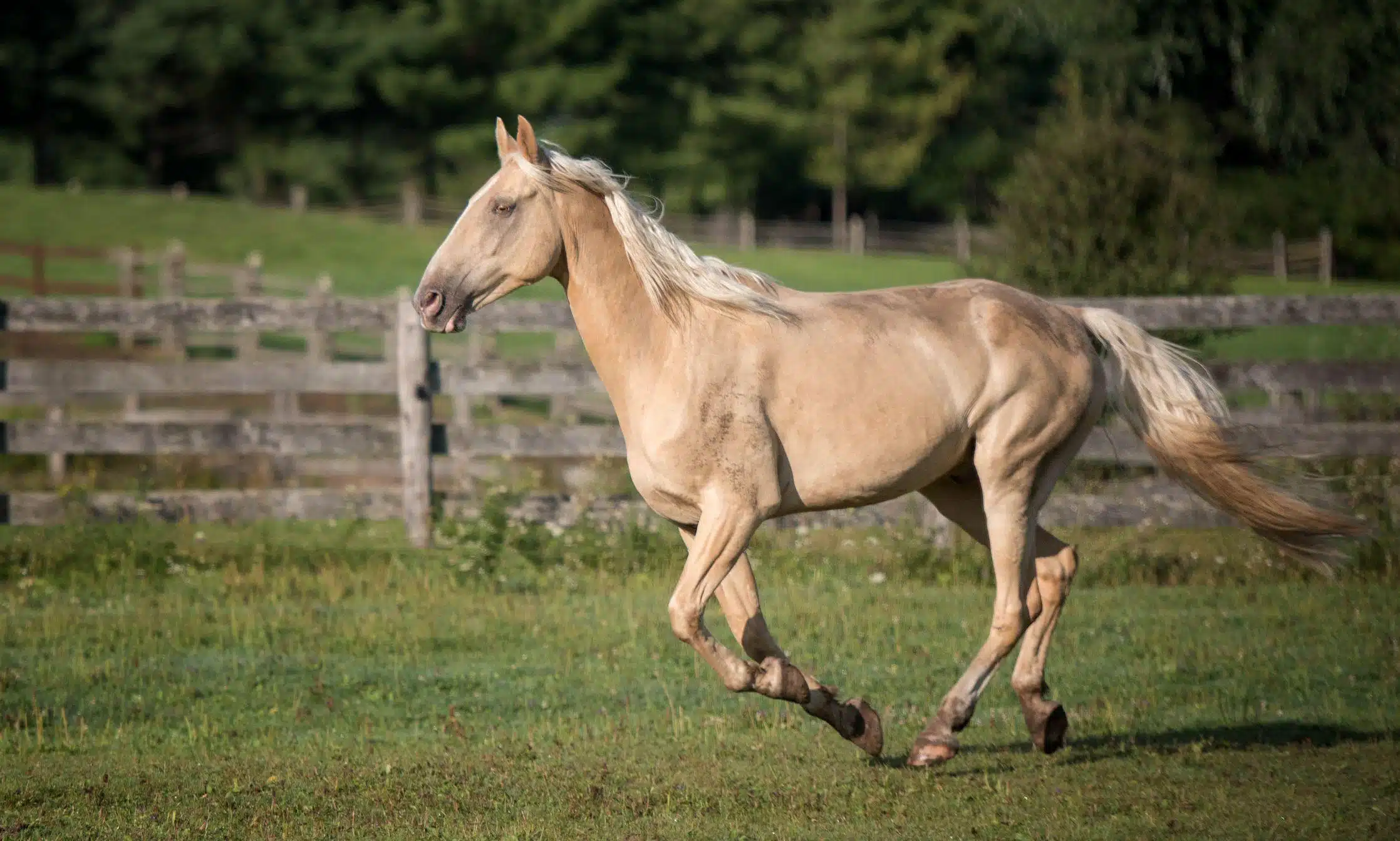 Tennessee_Walking_Horse