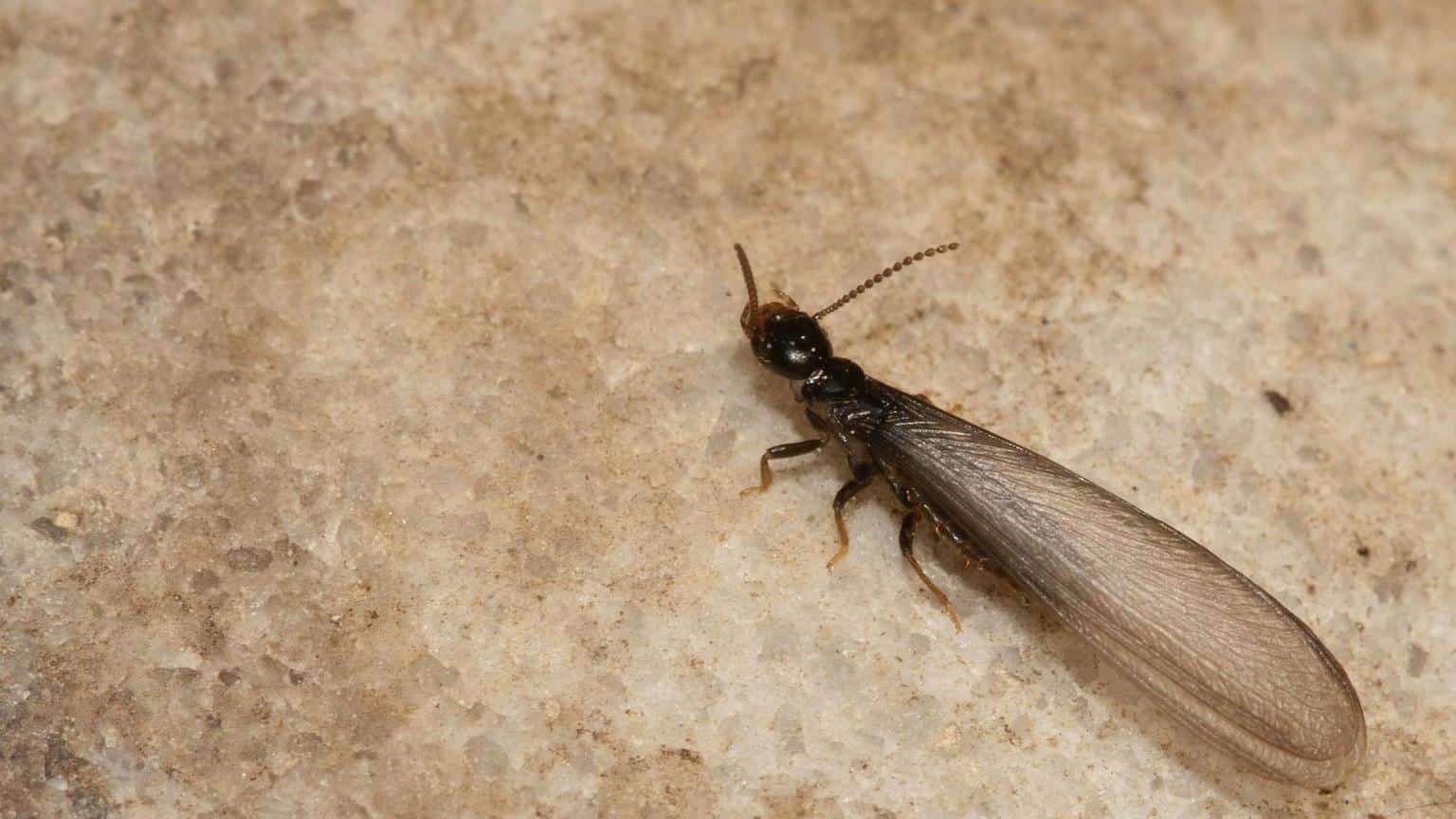 Termite