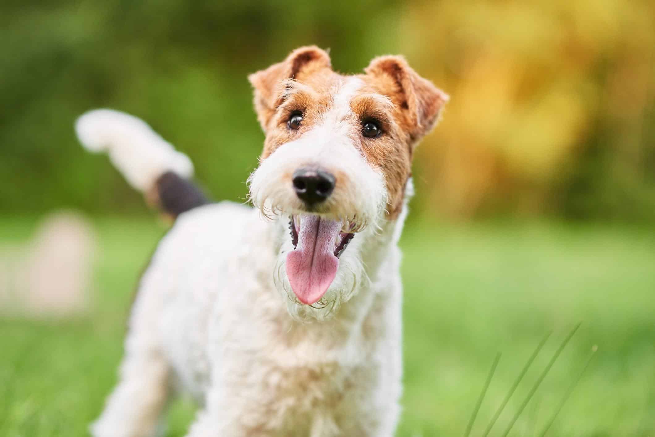 Terrier
