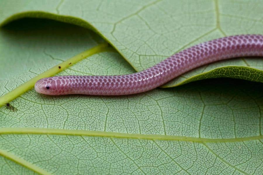 Texas_Blind_Snake