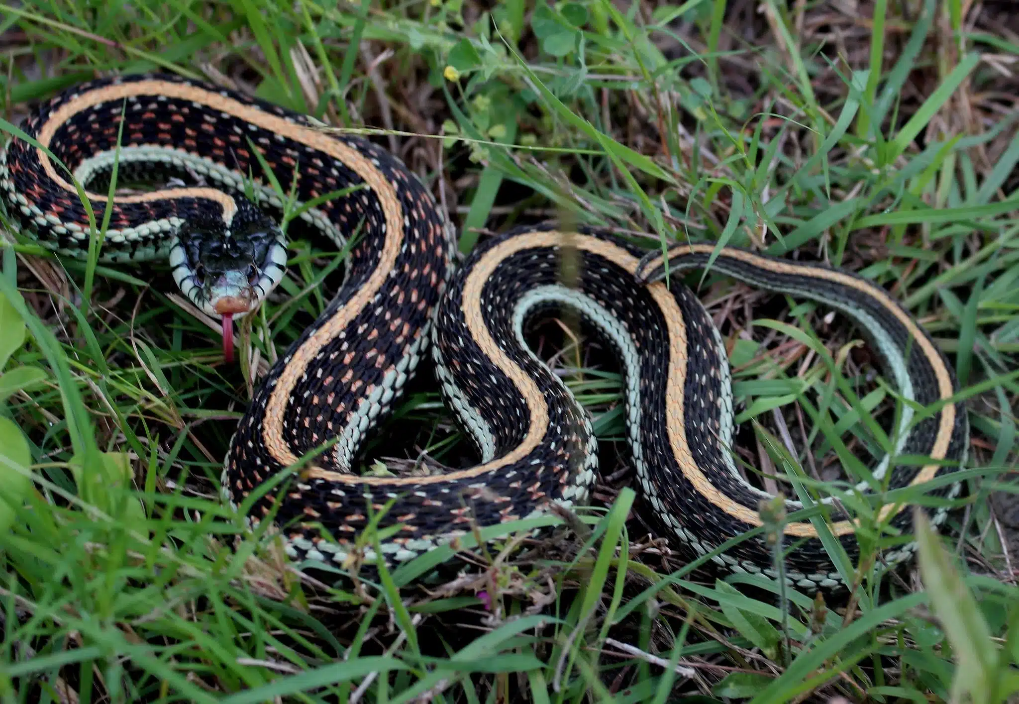 Texas_Garter_Snake