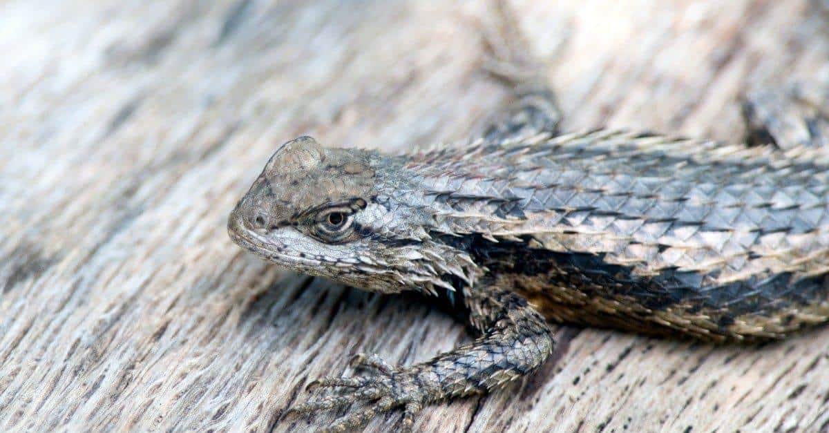 Texas_Spiny_Lizard