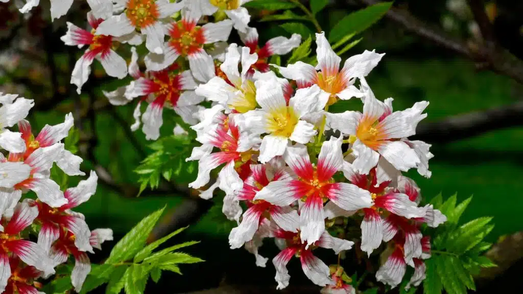 Xanthoceras sorbifolium