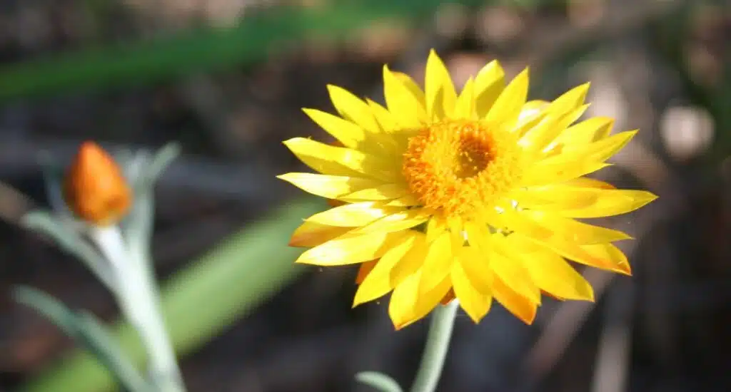 Xerochrysum bracteatum