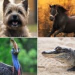 animals that start with c