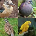 birds that start with q