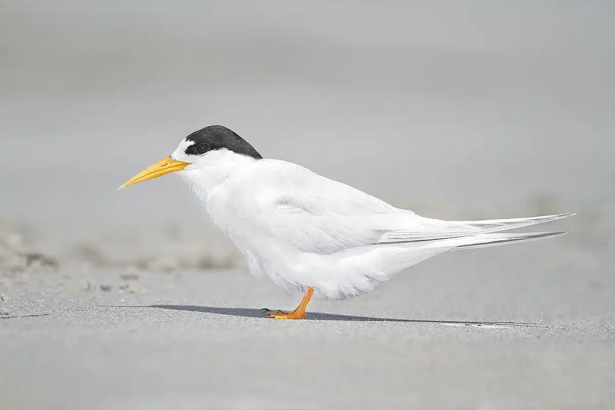 Fairy_Tern