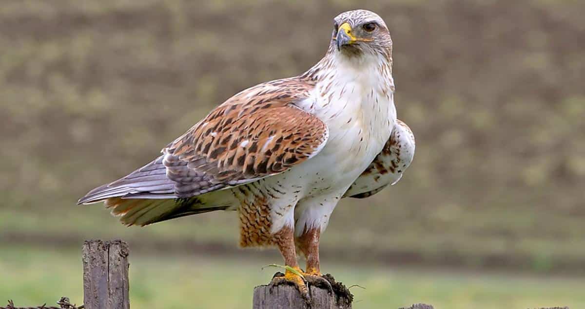 Ferruginous_Hawk