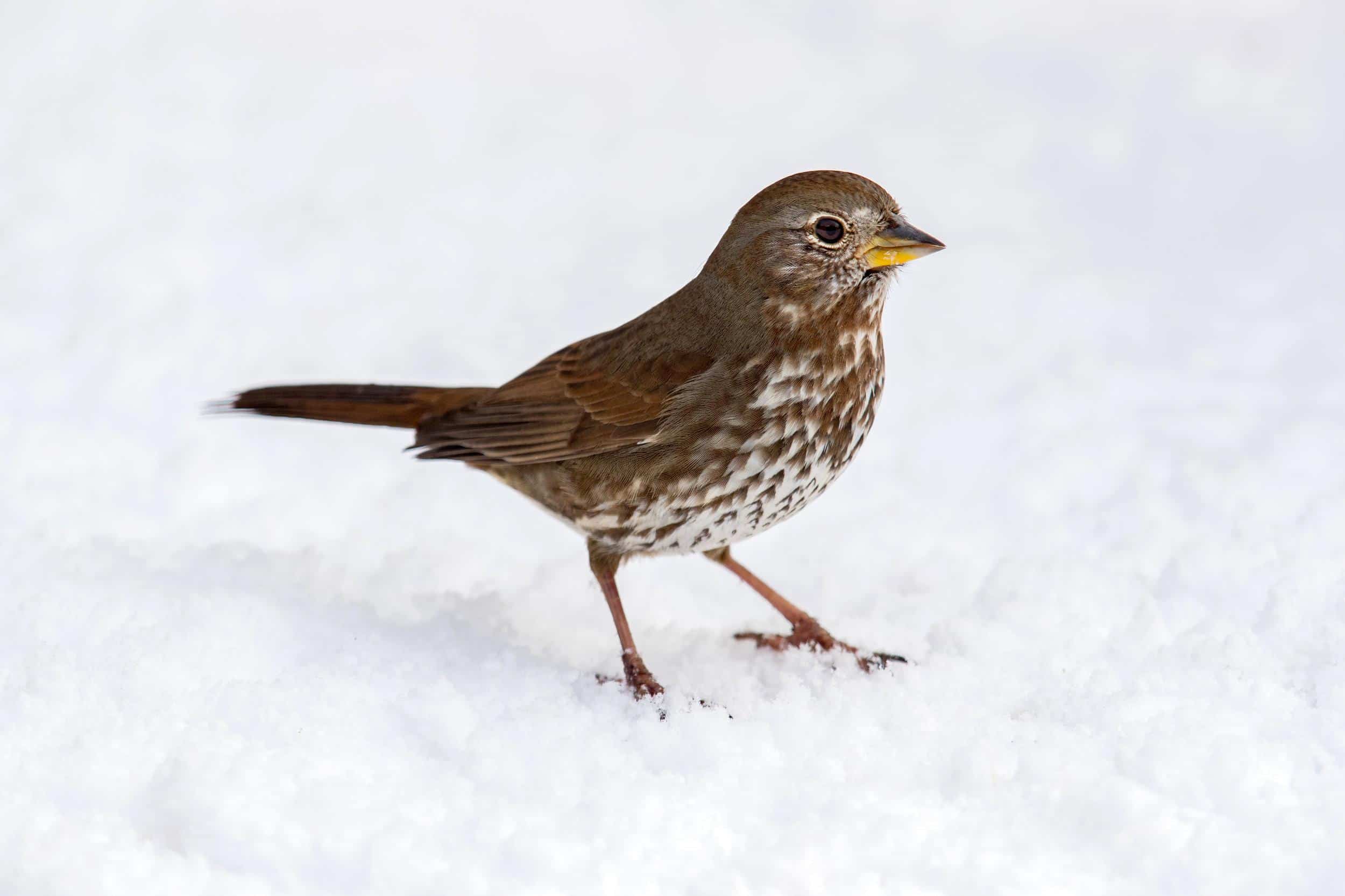 Fox_Sparrow