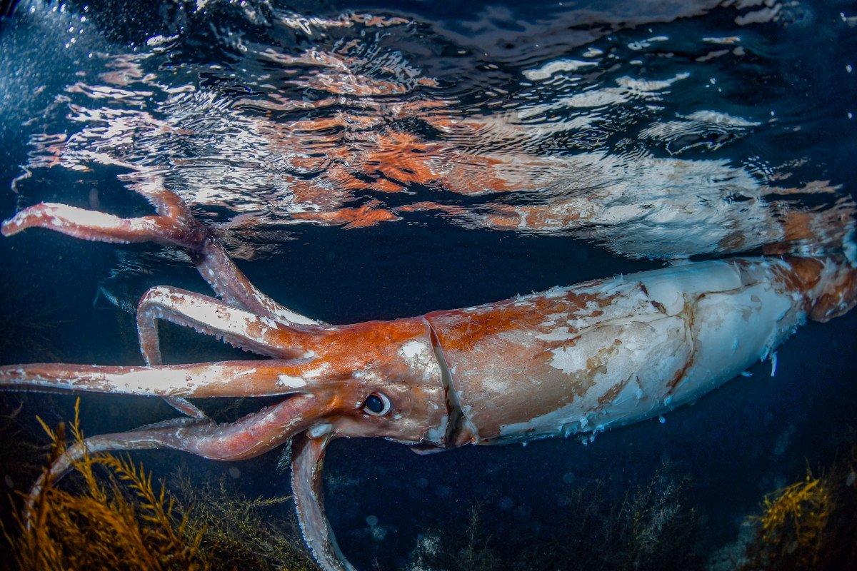 Giant_Squid