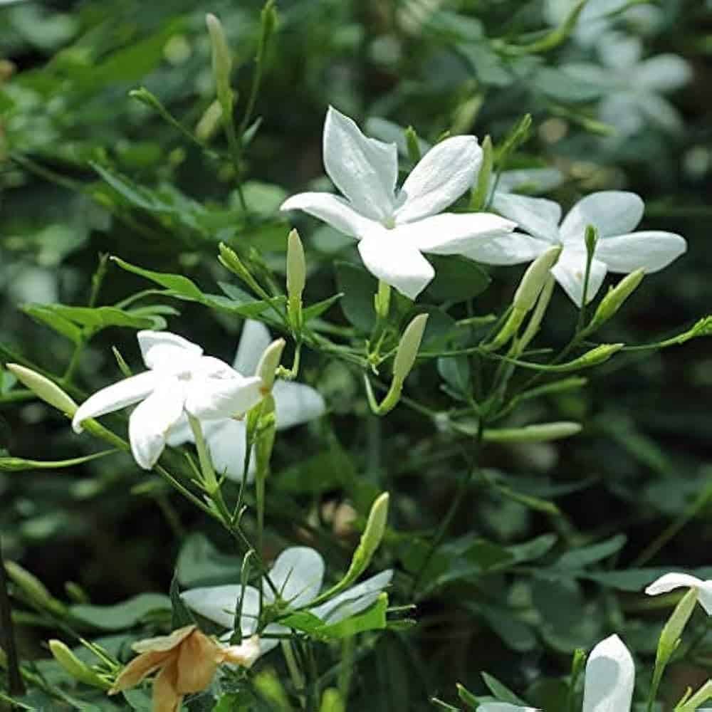Jasmine