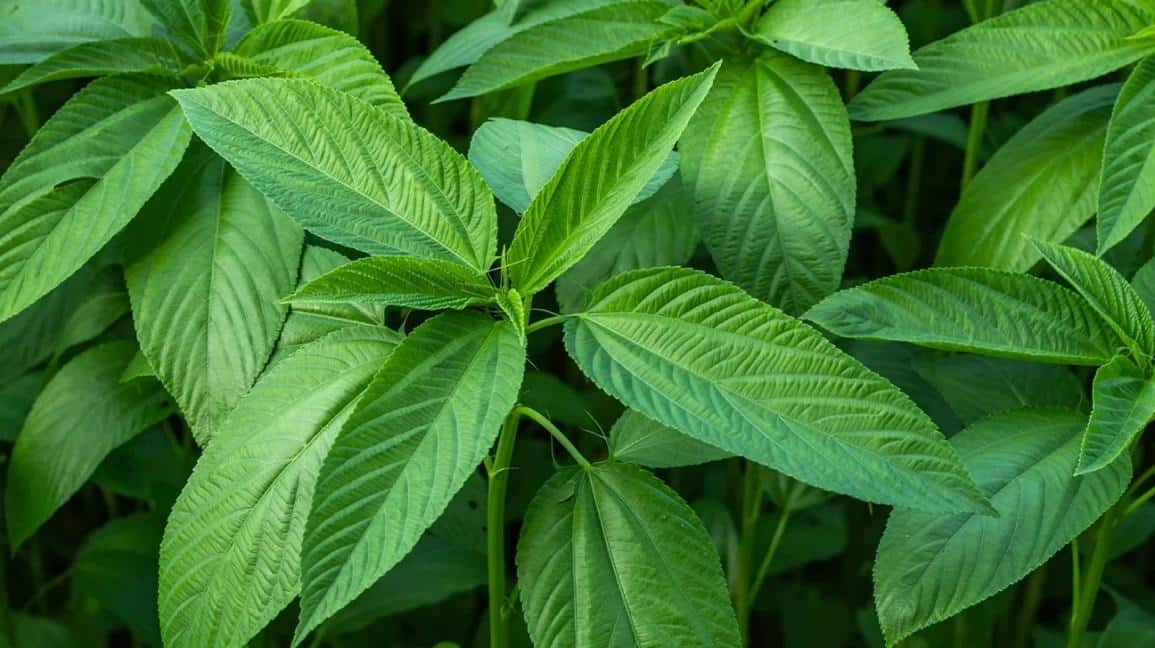Jute_Leaves