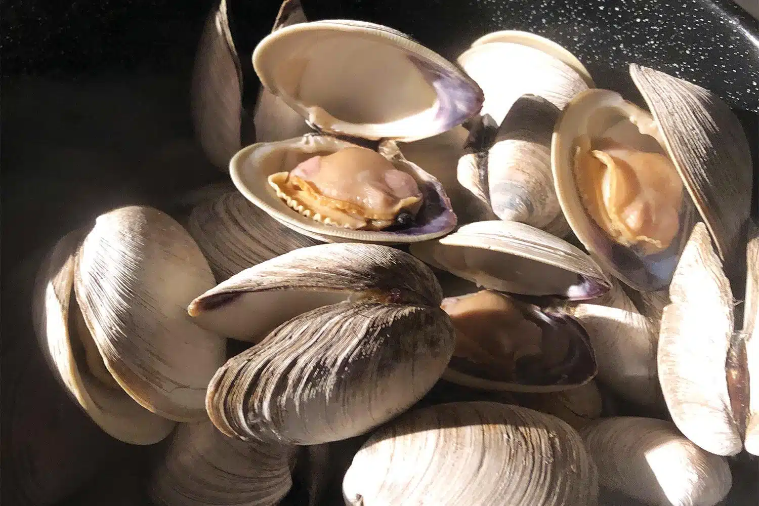 Quahog_Clam