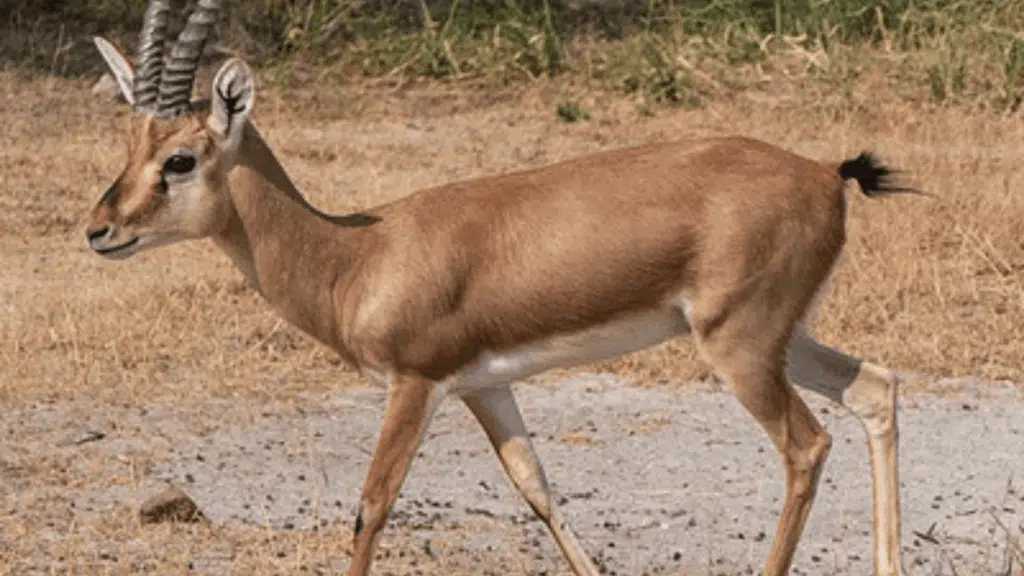 Queen of Sheba's Gazelle