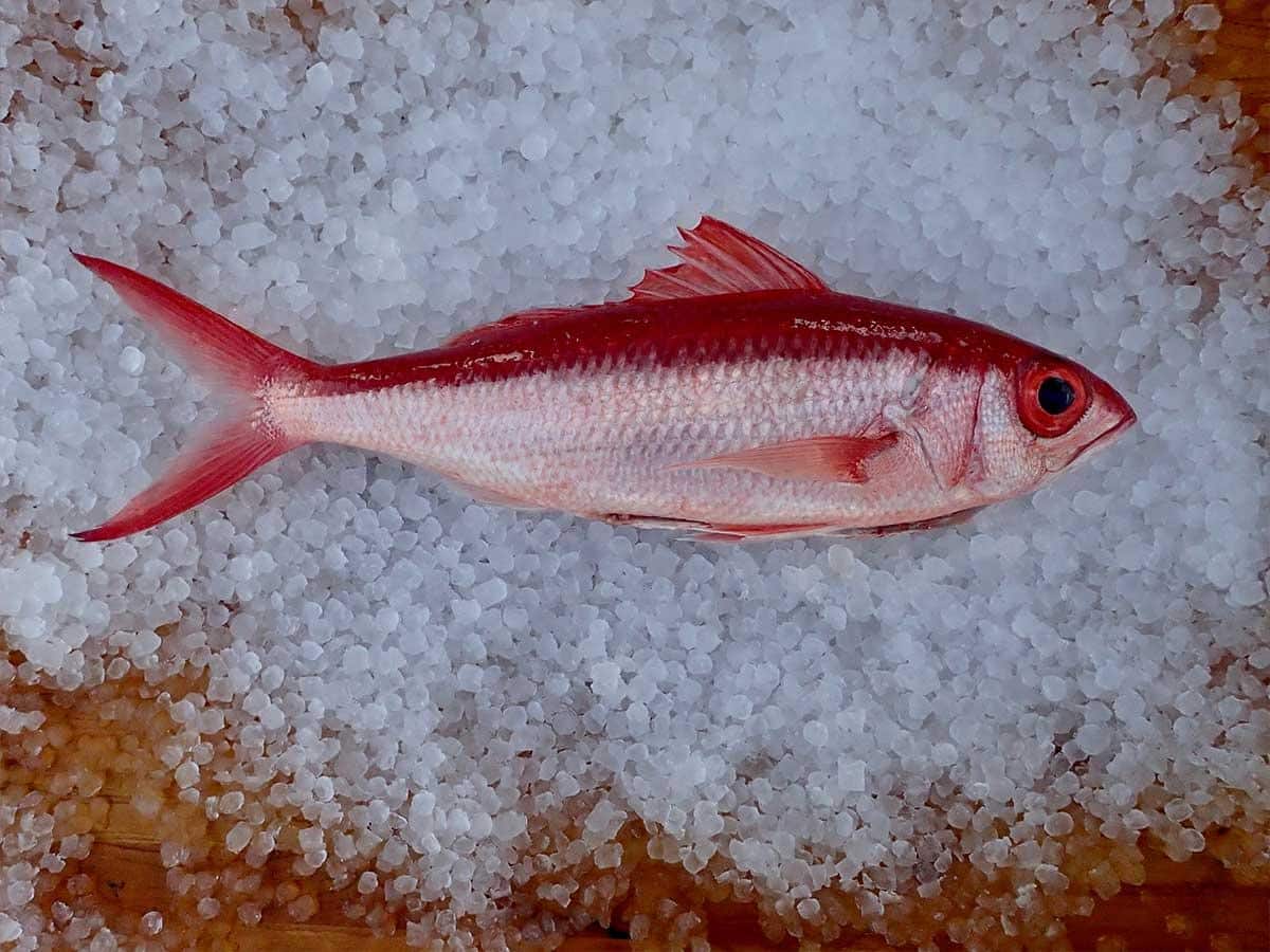 Queen_Snapper