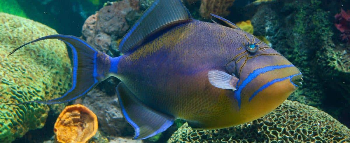 Queen_Triggerfish