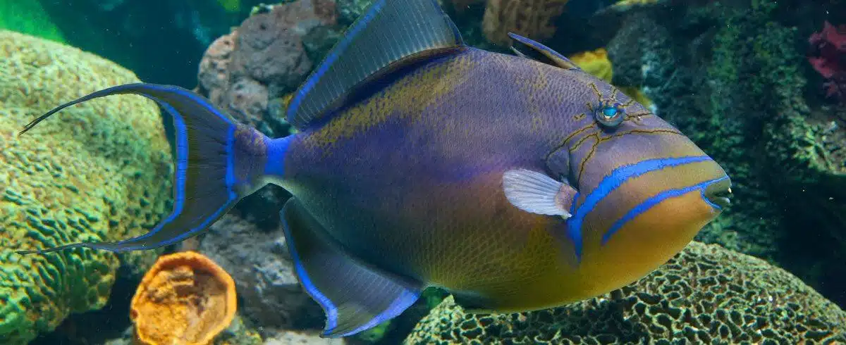 Queen_Triggerfish